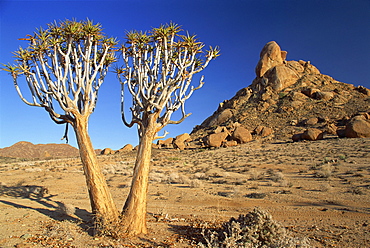 Quiver trees, Richtersveld, north Cape Province, South Africa, Africa