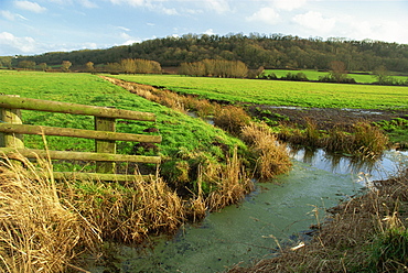 Somerset Levels, Somerset, England, United Kingdom, Europe