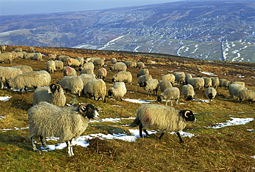 Sheep in winter, North Yorkshire Moors, England, United Kingdom, Europe