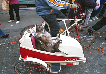 Barcelona,Spain - Fiesta Sant Medir - A dog joins the parade