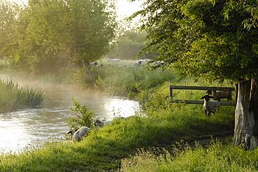 The River Windrush near Burford, Oxfordshire, The Cotswolds, England, United Kingdom, Europe