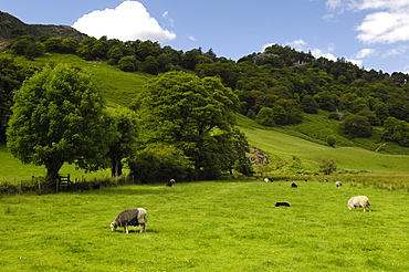 Herdwick sheep in Borrowdale, Lake District, Cumbria, England, United Kingdom, Europe