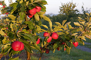 Apple orchard, Somerset, England, United Kingdom, Europe