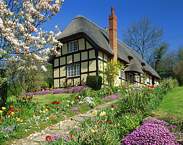 Timber framed thatched cottage and garden with spring flowers at Eastnor in Hereford and Worcester, England, United Kingdom, Europe