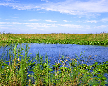 Lilies, reeds and waterway, Everglades National Park, Florida, United States of America, North America