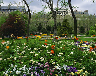 Poppies in Parc de Monceau, Paris, France, Europe