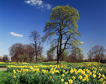 Daffodils in Hyde Park, London, England, United Kingdom, Europe