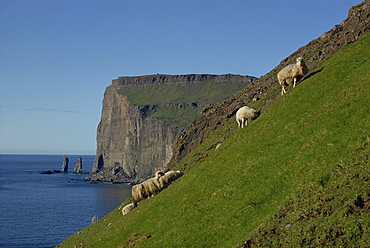 Sheep grazing on a steep slope above cliffs of rugged coastline, Faroe Islands, Denmark, Europe