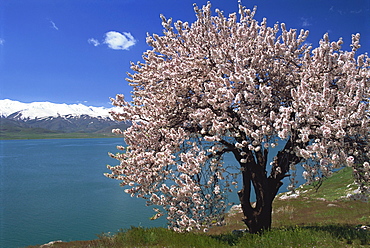 Tree in blossom, Akdamar Island, Lake Van, Anatolia, Turkey, Asia Minor, Eurasia