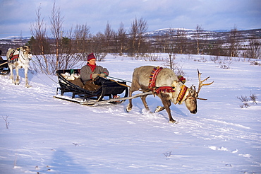 Southern Lapp with reindeer sledge, Roros, Norway, Scandinavia, Europe