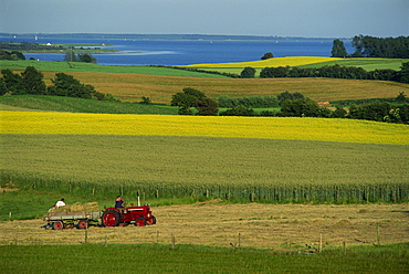 Tractor in field at harvest time, east of Faborg, Funen Island, Denmark, Scandinavia, Europe