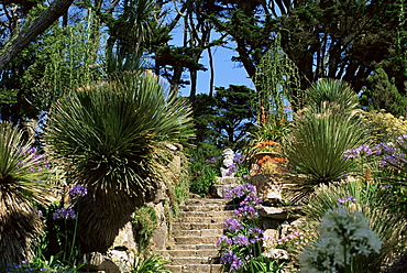 Abbey Gardens, Tresco, Isles of Scilly, United Kingdom, Europe