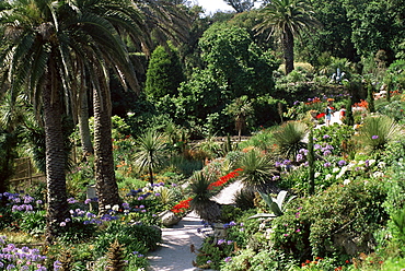 Abbey Gardens, Tresco, Isles of Scilly, United Kingdom, Europe