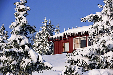 Snow covered trees and house, with icicles, near Sjusjoen, Lillehammer area, Norway, Scandinavia, Europe