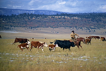 Cowboy rounding up cattle, Diamond Ranch, New Mexico, United States of America, North America