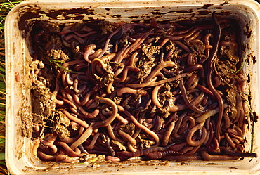 Worms used as bait by molecatcher, United Kingdom, Europe