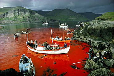 Whaling, Tindholmur Bay, Vagar Island, Faroe Islands (Faeroes), North Atlantic (1968)