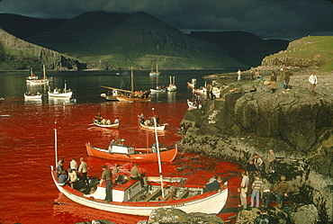 Whaling, Tindholmur Bay, Vagar Island, Faroe Islands (Faeroes), North Atlantic (1968)