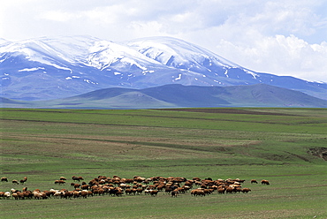 Flock of sheep, northeast coast of Lake Van, Van area, Anatolia, Turkey, Asia Minor, Eurasia