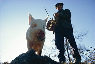 Man and his pig looking for truffles