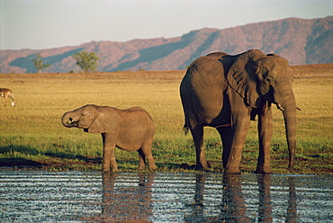 Elephant and calf, Fothergill Island, Lake Kariba, Zimbabwe, Africa