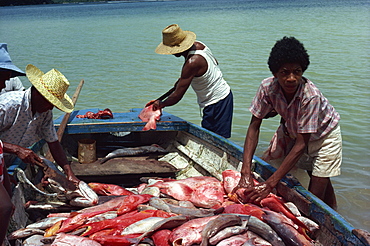 Fishermen gutting catch, Anse Boileau, Mahe, Seychelles, Indian Ocean, Africa