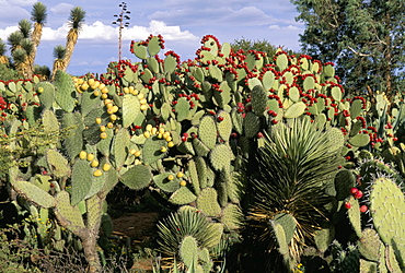 Huge prickly pear cactus and other desert flora, Zacatecas State, Mexico, North America