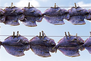 Local fish drying in the sun, Orzola, Lanzarote, Canary Islands, Spain, Europe