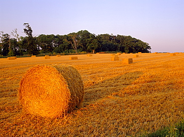 Hay bales, Suffolk, England, UK, Europe