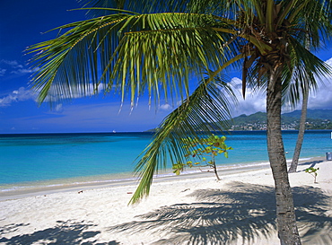 Palm tee and beach, Grand Anse beach, Grenada, Windward Islands, Caribbean, West Indies, Central America
