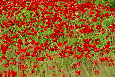 Poppy field, Spain, Europe