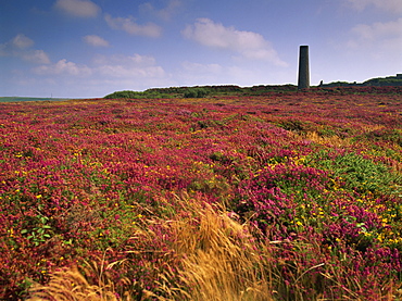 Tin mine near St. Just, and heather, Cornwall, England, United Kingdom, Europe