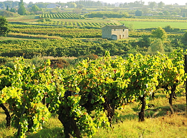 Vineyards, Provence, France, Europe