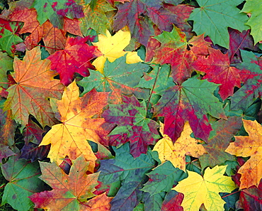 Autumn leaves