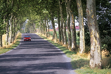 Tree-lined road in France, Europe