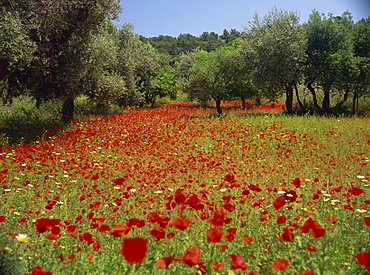 Wild flowers including poppies in a grove of trees, on the island of Rhodes, Dodecanese, Greek Islands, Greece, Europe