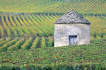 Vineyards, Cote d'Or, Bourgogne (Burgundy), France, Europe