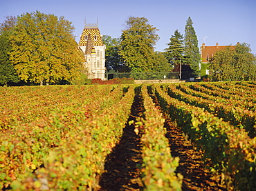 Vineyards, Aloxe Corton, Cote d'Or, Burgundy, France, Europe