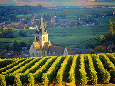 Vineyard and church, Ville Dommange, Champagne, France 