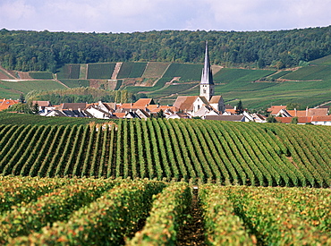 Chamery, Montagne de Reims, Champagne, France, Europe