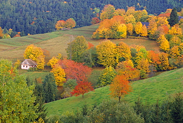 The Vosges, Alsace-Lorraine, France, Europe