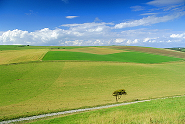 South Downs, East Sussex, England, UK, Europe