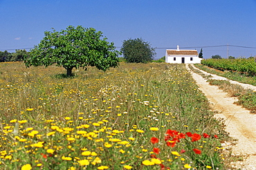 Wild flowers near Tavira, Algarve, Portugal, Europe