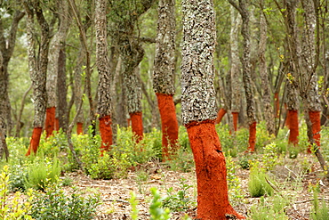 Freshly stripped cork oaks, Catalunya (Catalonia), Spain, Europe