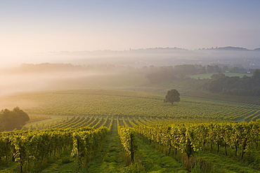 Early morning mist over vineyard, The North Downs, Dorking, Surrey, England, United Kingdom, Europe