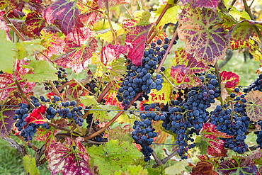 Autumn grapes and vines, Denbies vineyard, Dorking, Surrey, England, United Kingdom, Europe