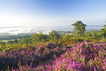 Heather on misty summer morning, view from Leith Hill, North Downs, Surrey Hills, Surrey, England, United Kingdom, Europe