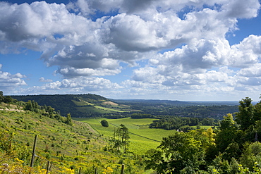 Distant view of Box Hill, near Dorking, Surrey Hills, North Downs, Surrey, England, United Kingdom, Europe