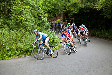 Cyclists on The Zig Zag, London Surrey Classic cycle race, Box Hill, site of 2012 Olympics cycling road race, Surrey Hills, Surrey, England, United Kingdom, Europe