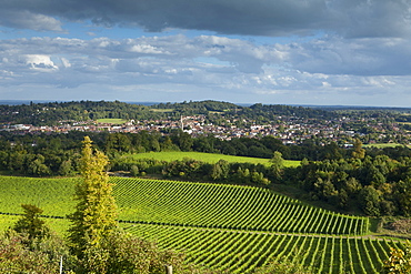 View of Dorking across Denbies Vineyard, Surrey Hills, Surrey, England, United Kingdom, Europe